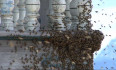 Schwerpunkt: Bienen | Bild 4