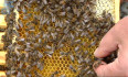 zum Beitrag »Schwerpunkt: Bienen«